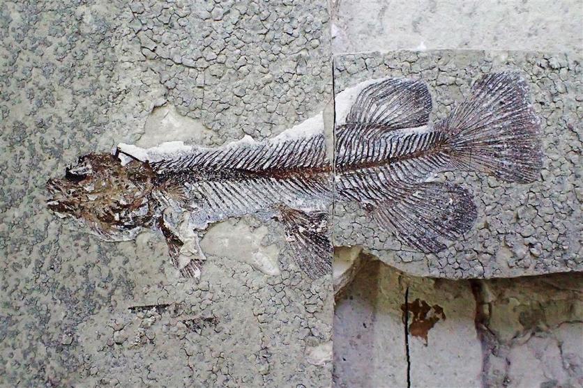 Galaxias effusus holotype fossil from Foulden Maar. 