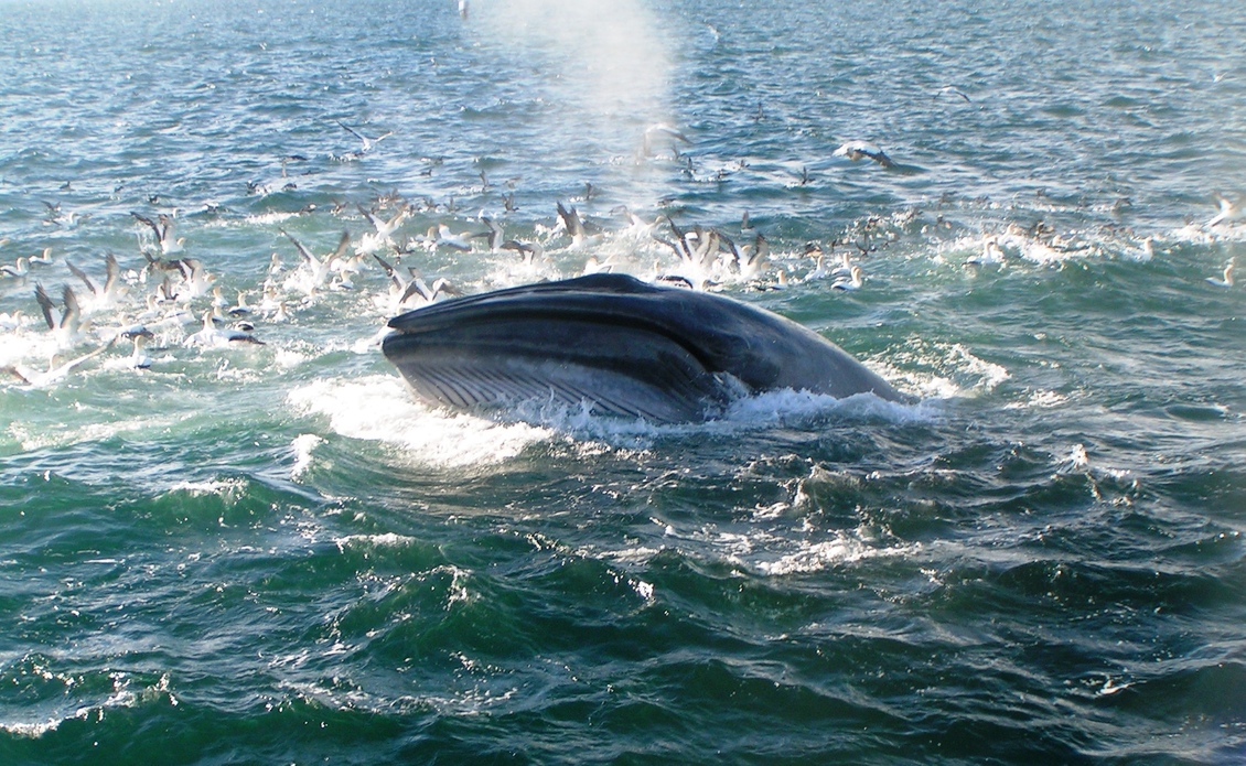 A Bryde’s whale and seabirds in the Hauraki Gulf, New Zealand
