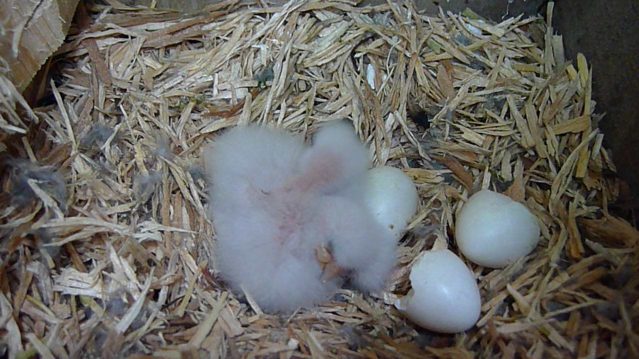 pigeon egg hatching