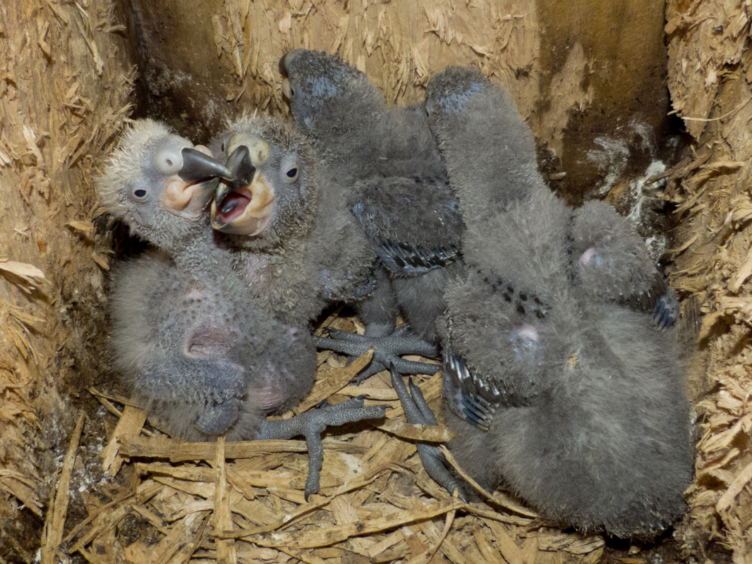 Four kākā chicks, about 3 weeks old in a nest box, Zealandia