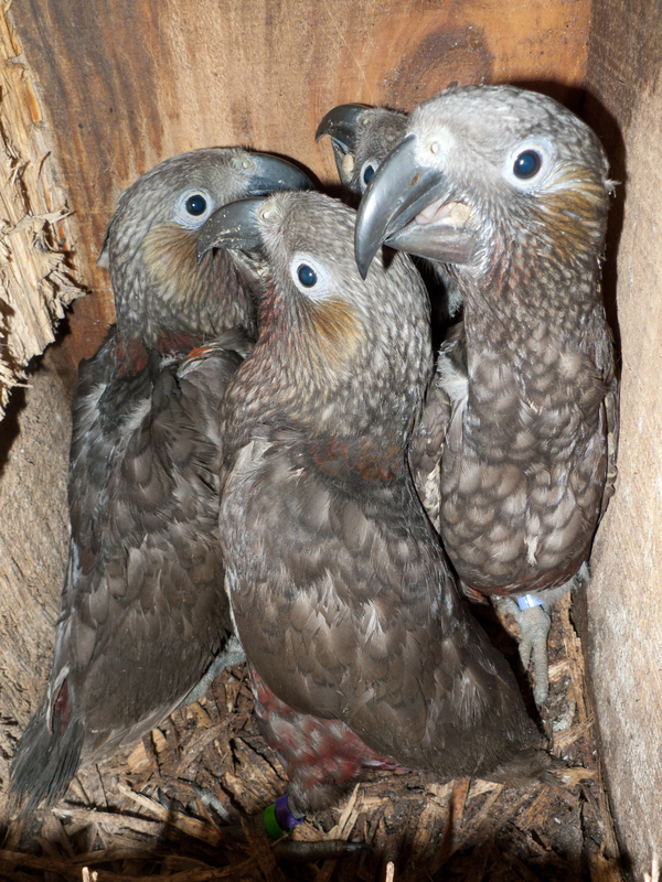 4 kākā fledglings (about 45 days old) in a next box at Zealandia