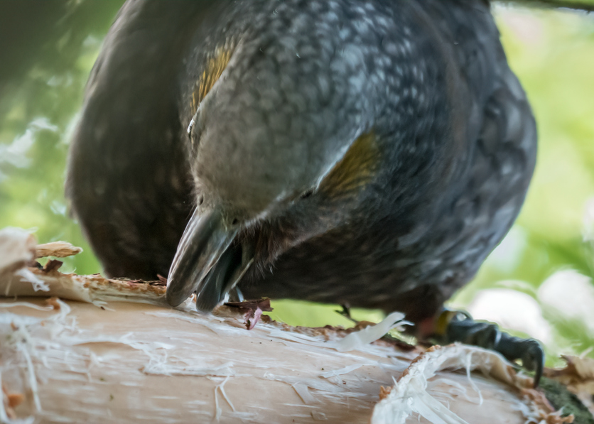 Female kākā enjoying sap from an exotic Norfolk pine tree, NZ.