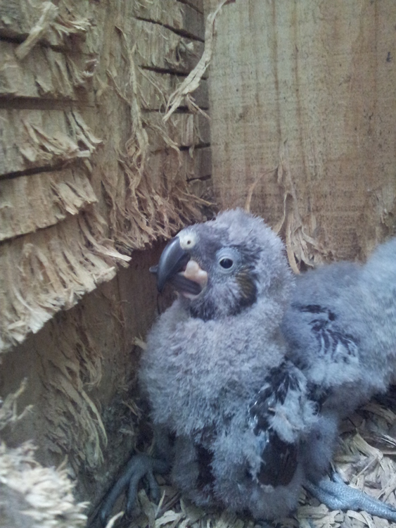 A kākā chick in a next box with metabolic bone disease.