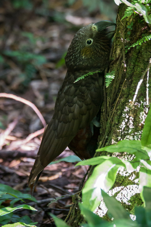 A kākā juvenile clinging to the base of a tree.