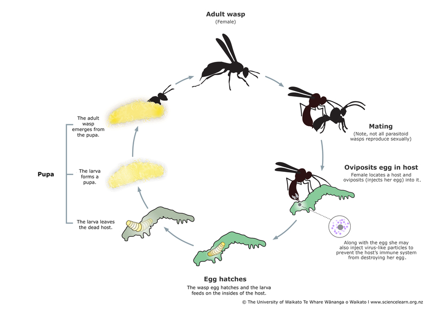 A generalised diagram of a parasitoid wasp life cycle.