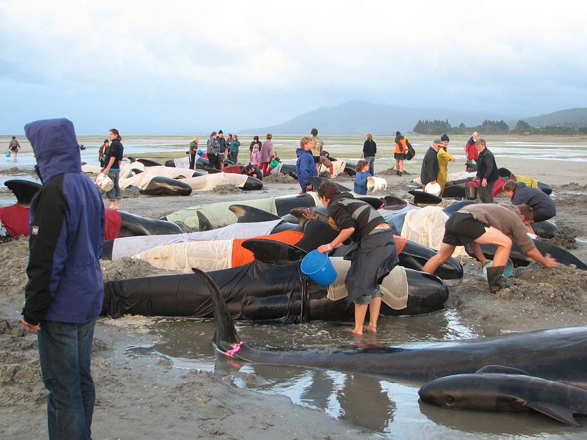 Volunteers help a group of beached pilot whales, Farewell Spit