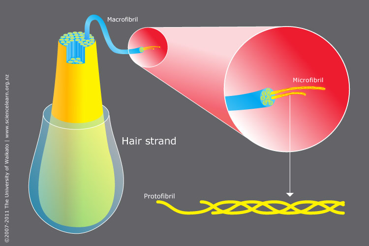 Keratin protein in hair — Science Learning Hub