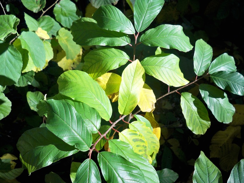 Alder Buckthorn,Frangula alnus leaves with magnesium deficiency