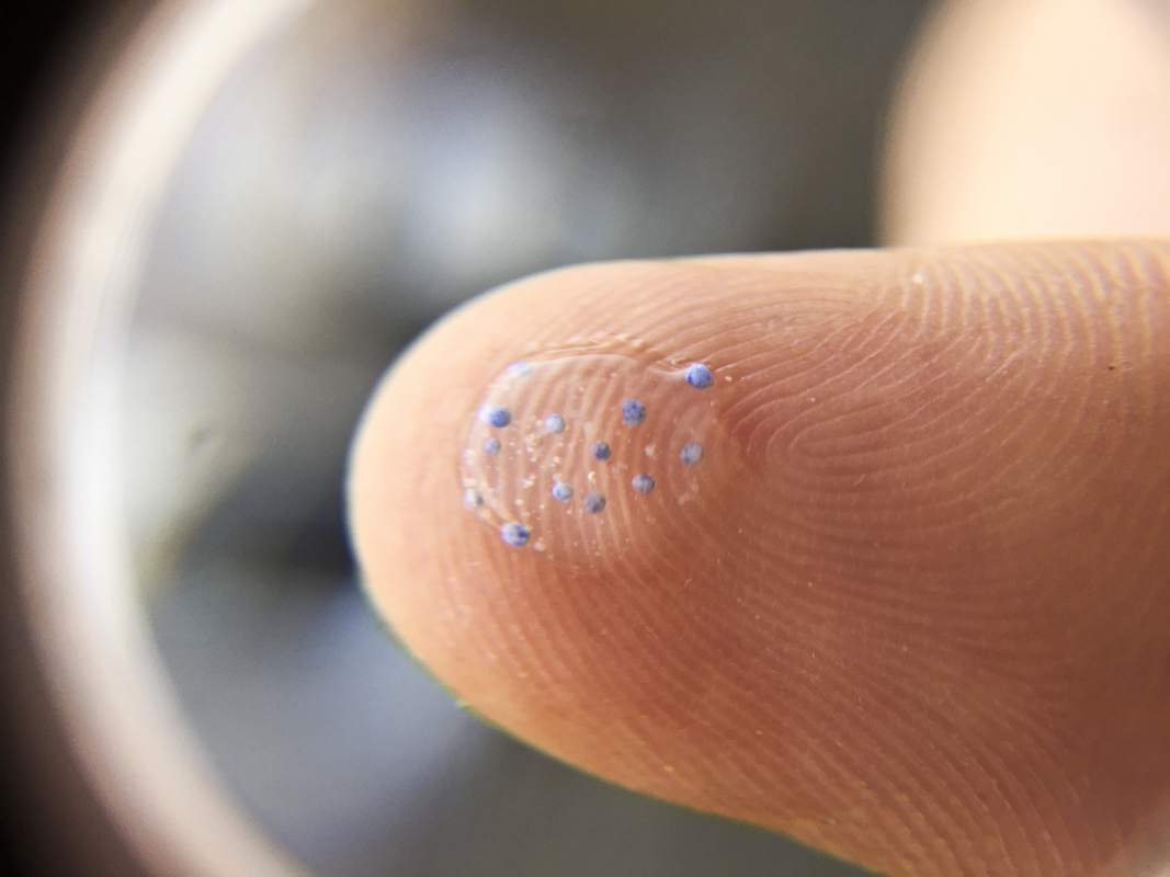 Tiny plastic beads - microbeads pollution - on a finger tip.