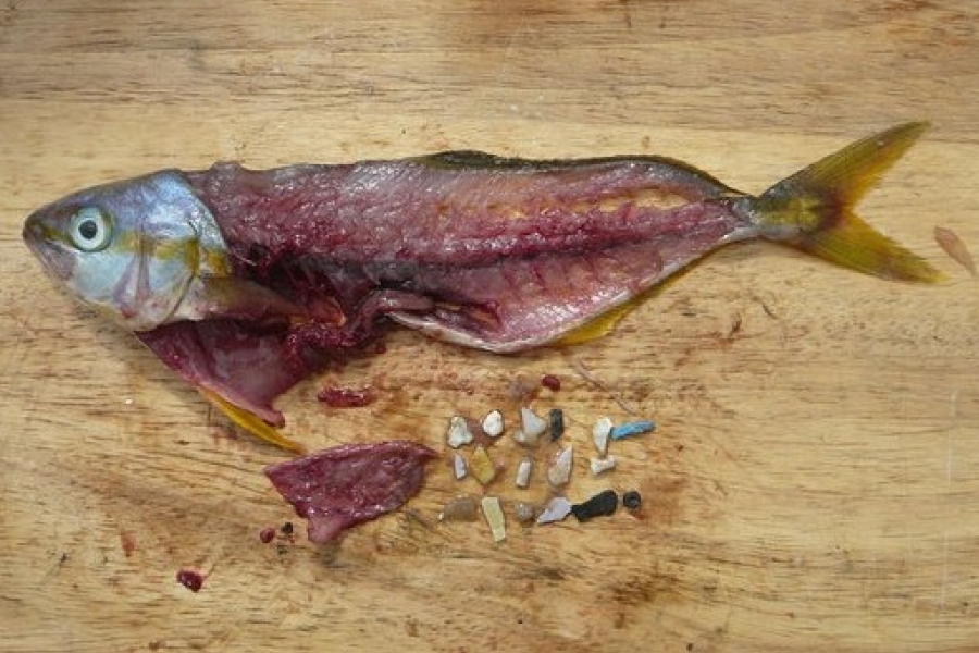 Microplastics found within the gut of a fish.