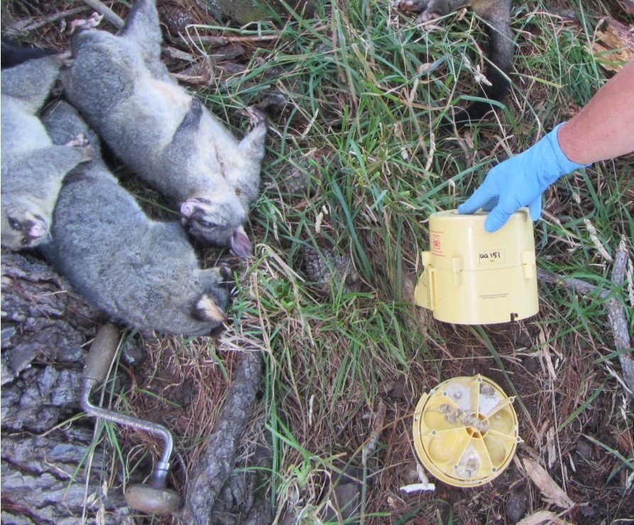 Dead possums with hand holding a EnviroMate 100TM pest trap