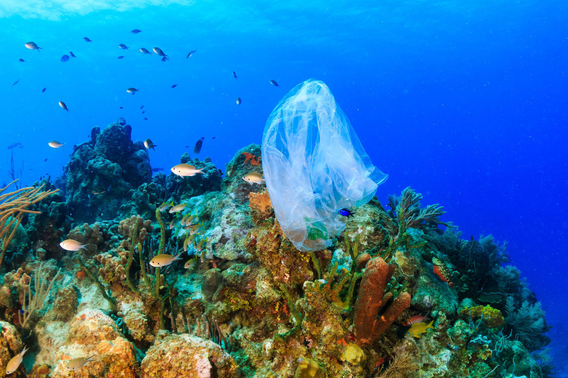A plastic bag on a coral reef underwater.