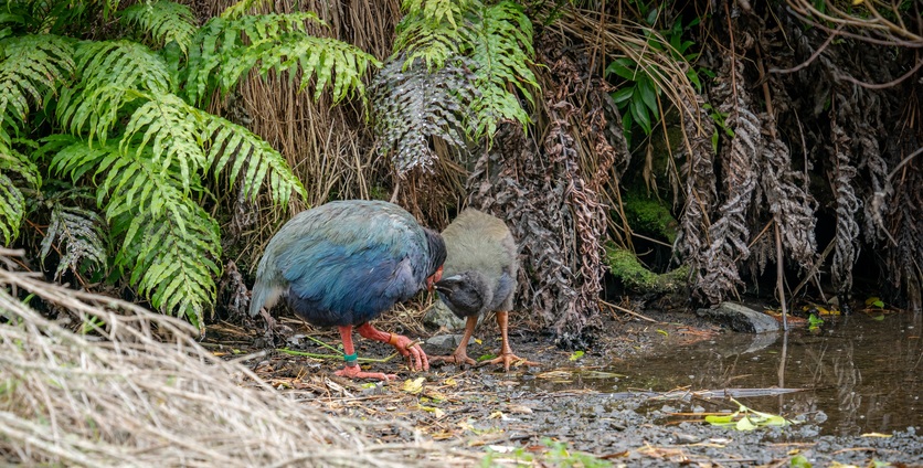 An adult takahē feeding it's two month old chick at Zealandia