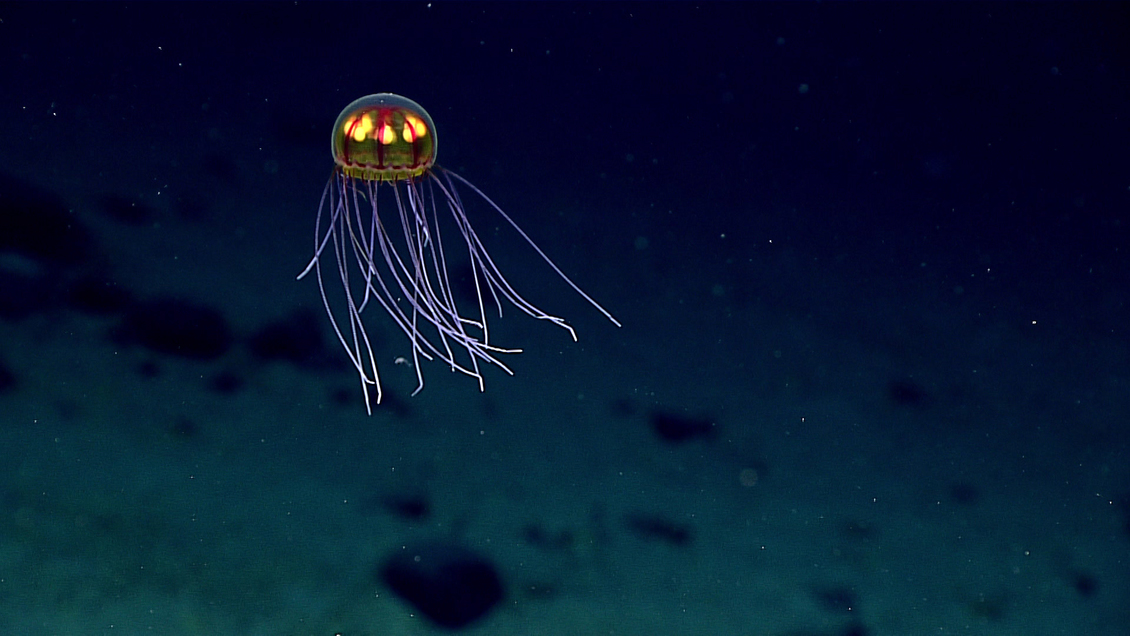 Deepsea jellyfish (genus Crossota) underwater atMarianas Islands