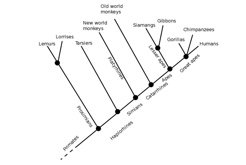 Evolutionary relationships between members of the primate family