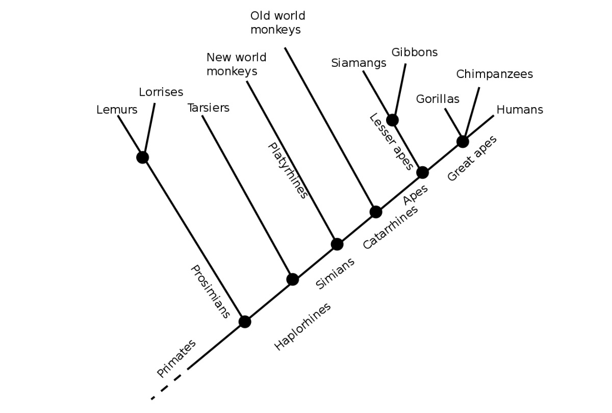 Primate Cladogram Science Learning Hub