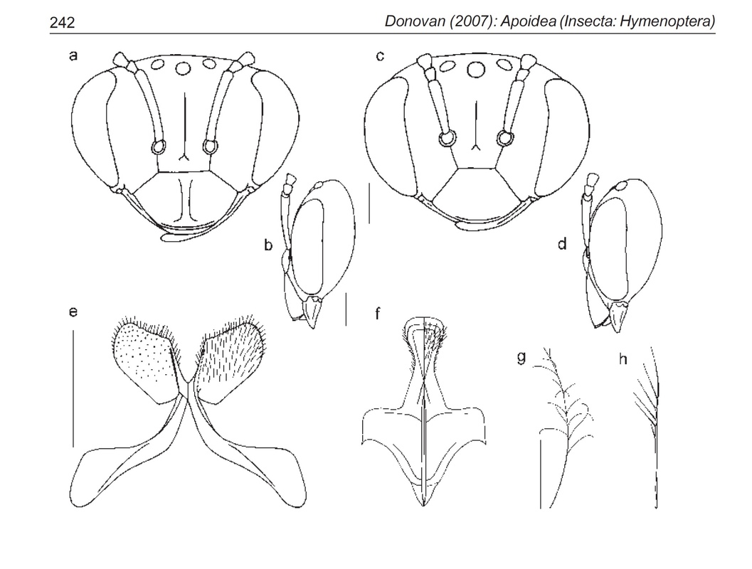 Plasterer bee (Leioproctus purpureus) various diagrams