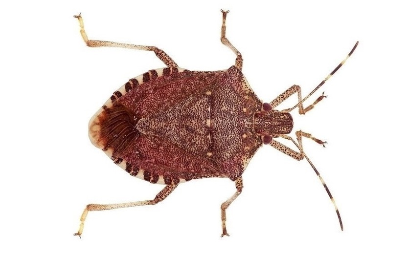 A brown marmorated stink bug on white background.