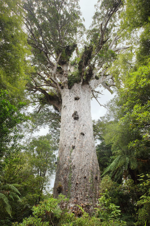 Tāne Mahuta, Northland, NZ – largest kauri tree in the world.