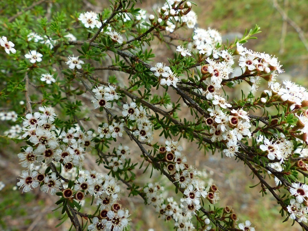A close up of flowers on a Kānuka tree (Kunzea robusta).