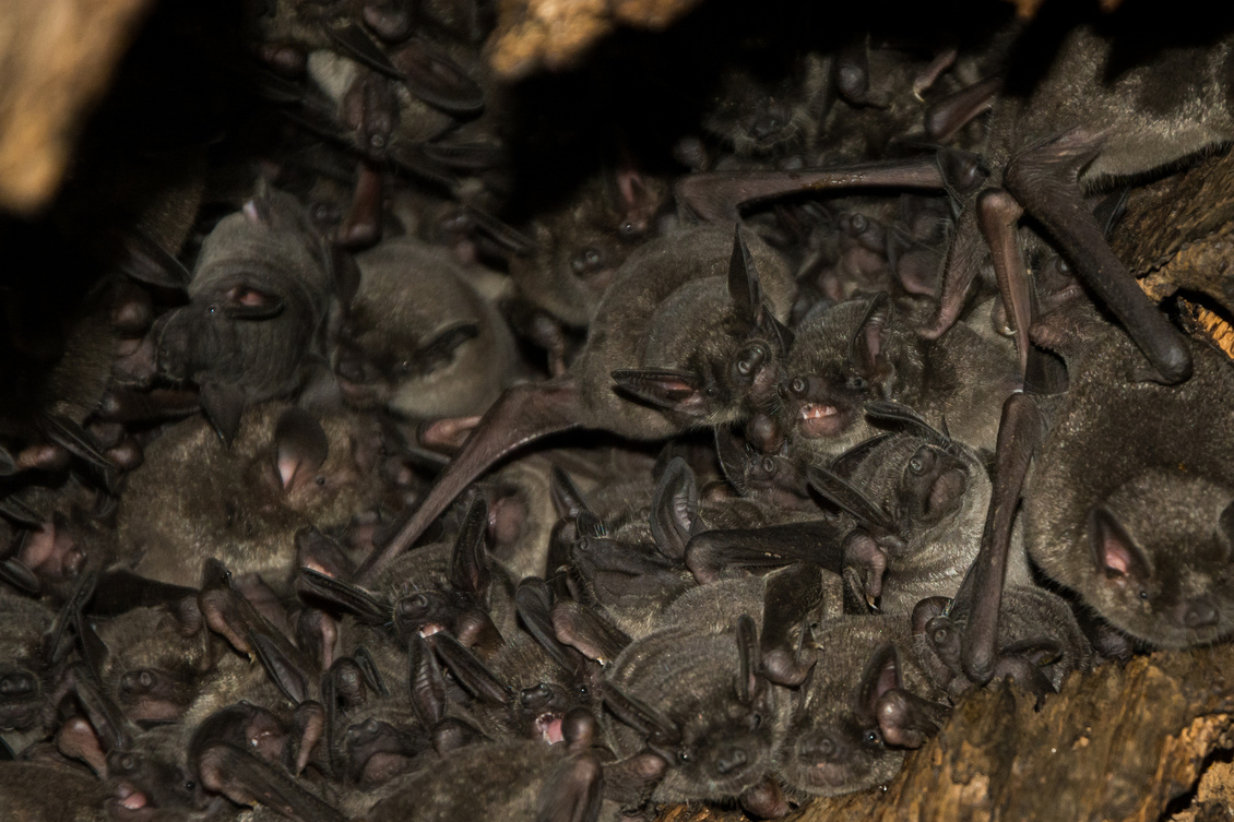 A group of short-tailed bats in a communal roost tree. 