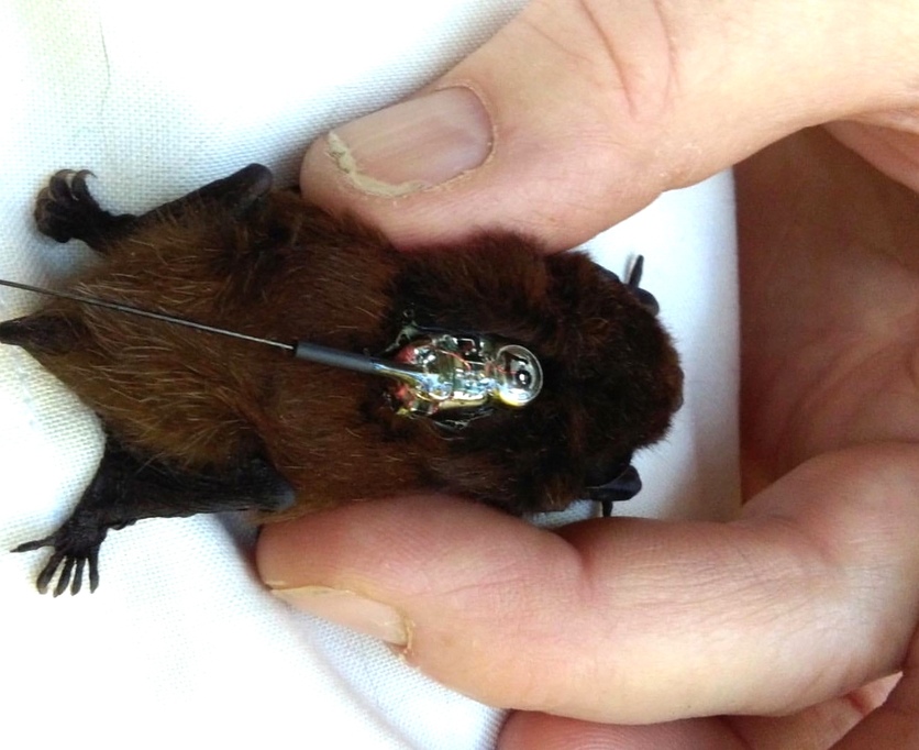 A long-tailed bat being fitted with a tiny transmitter. 