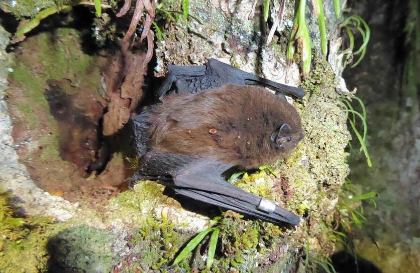 A Long-tailed bat (Chalinolobus tuberculatus) in a tree. 