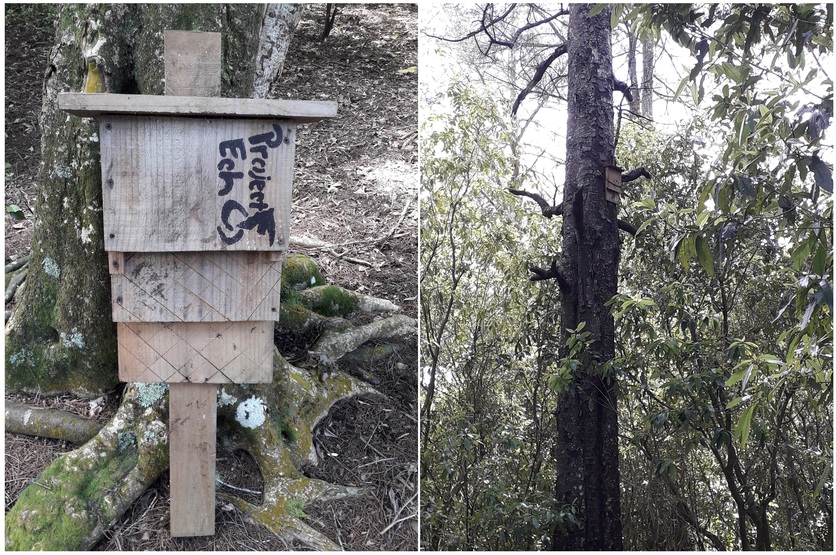 Two images showing a Bat box and placement in a tree in NZ. 