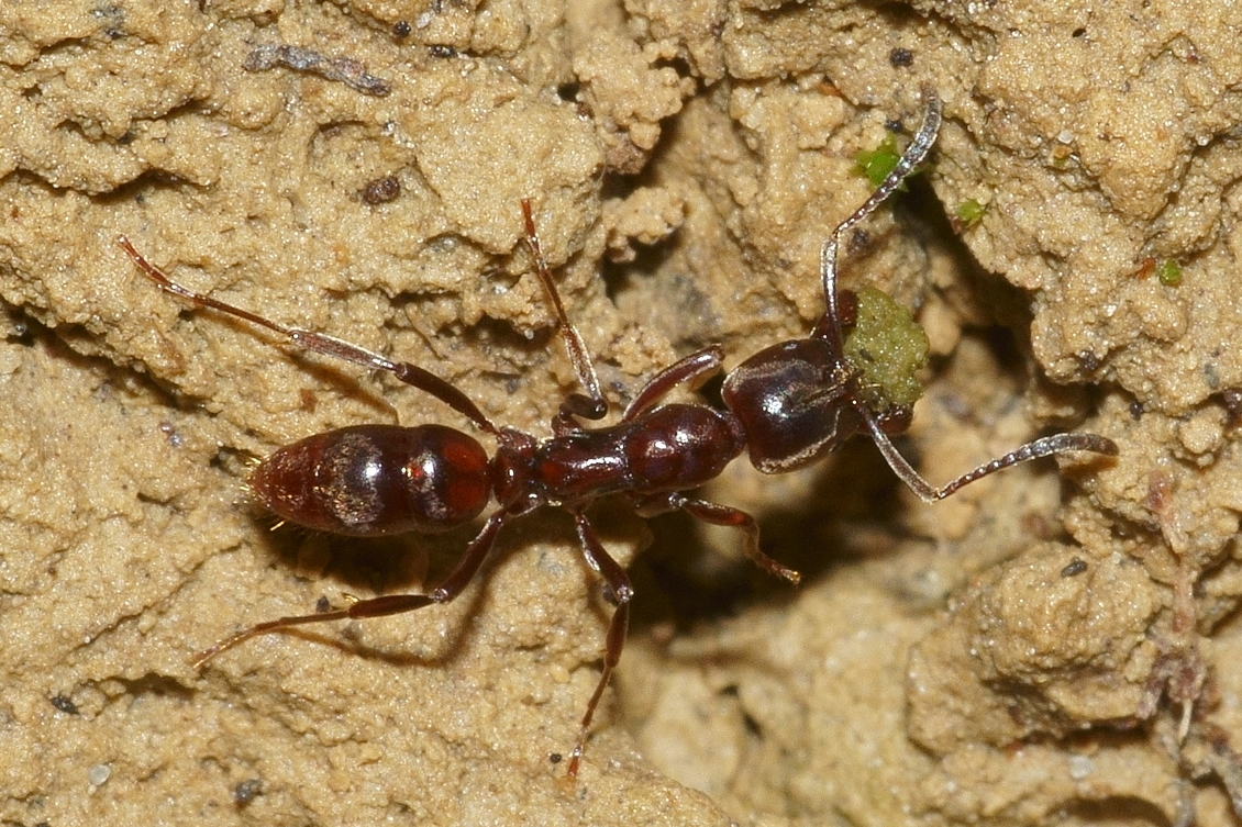 A Austroponera castanea ant on dirt.