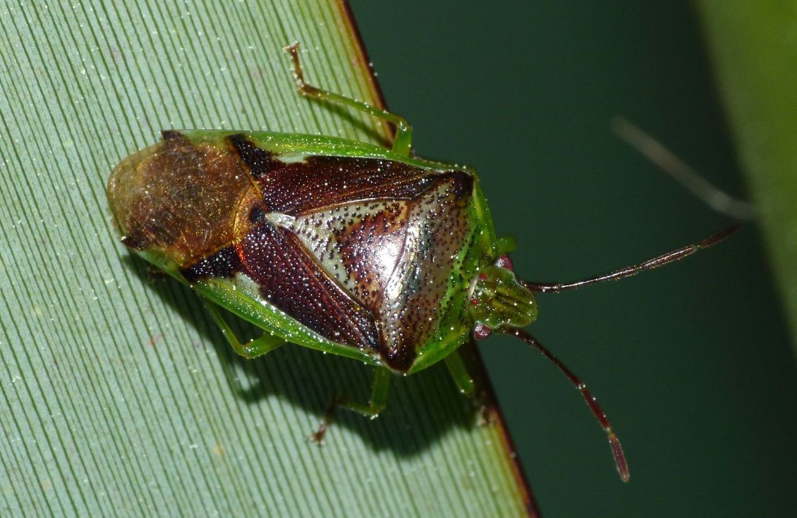 close up of a shield bug (Oncacontias vittatus) on flax.