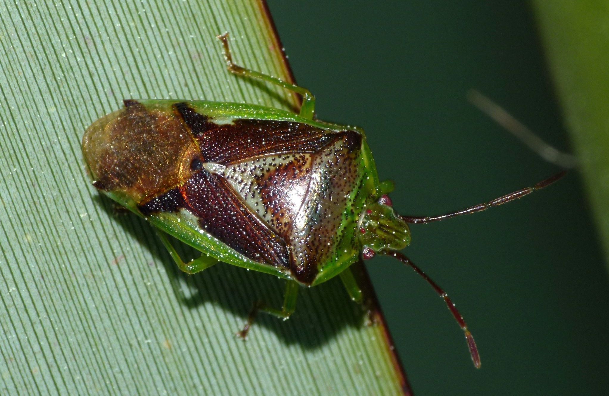 Shield bug (Oncacontias vittatus) — Science Learning Hub