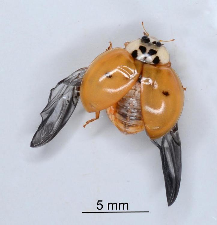 Close up image of ladybird Harmonia axyridis with scale measure
