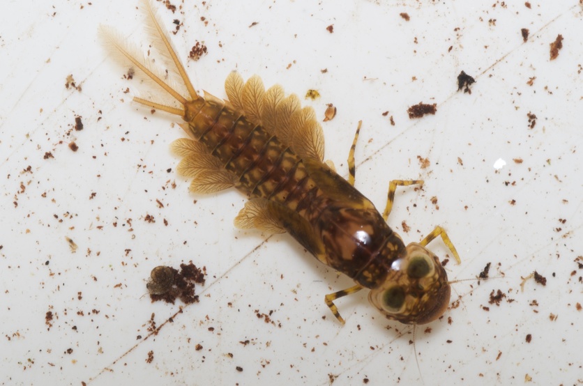 Larva of mayfly, Ameletopsis perscitus.