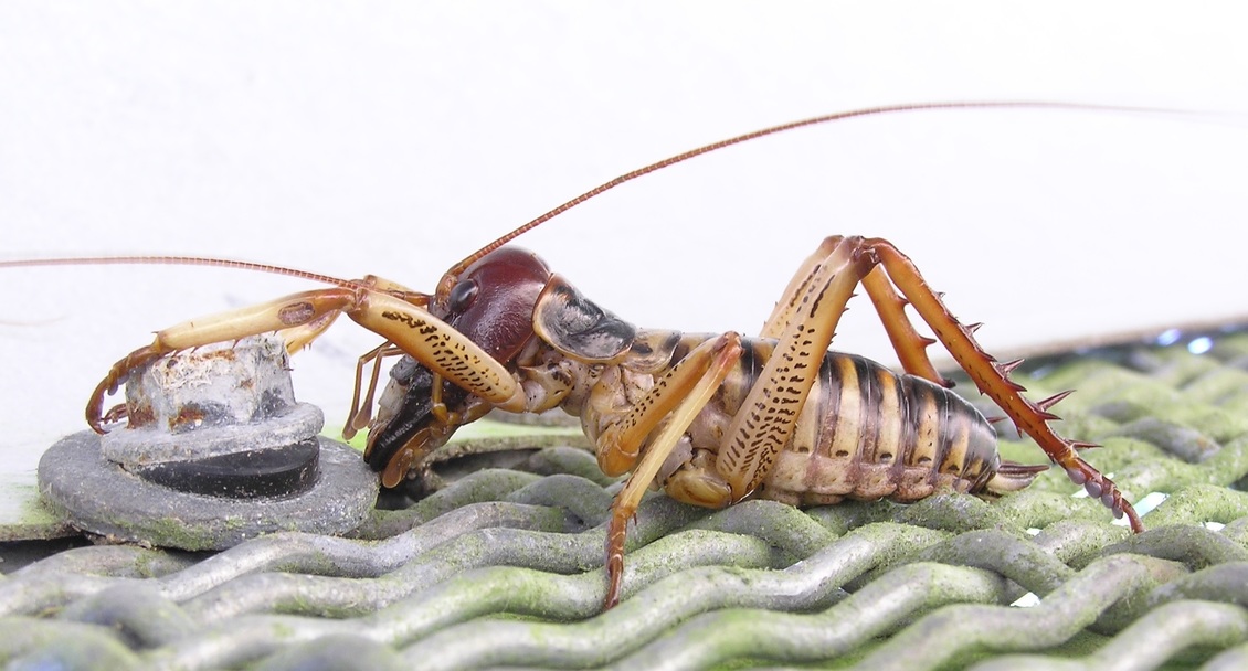 Male Wellington tree wētā (Hemideina crassiden on a fence. 