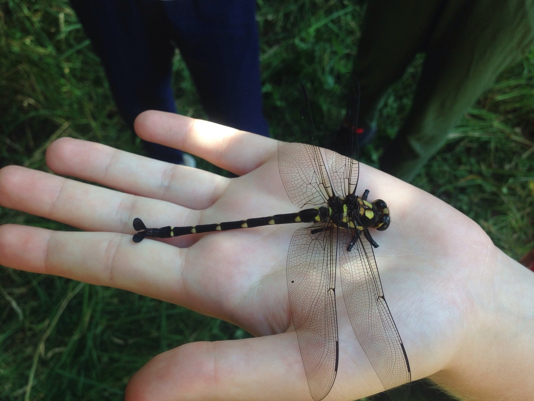 Uropetala carovei or kapokapowai Bush giant dragonfly on a hand.