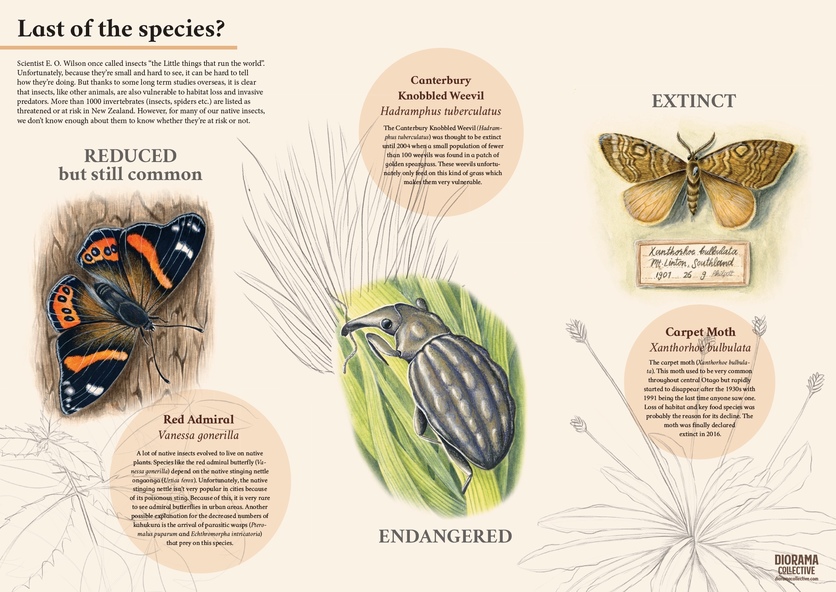 New Zealand's threatened/At risk insect species poster.
