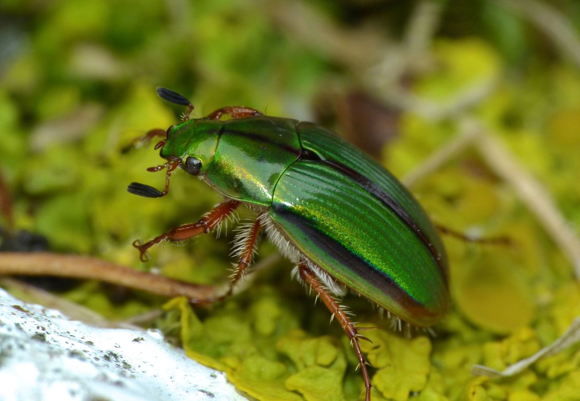 a green mānuka beetle (Pyronota festiva).