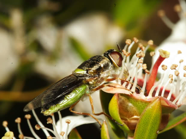 Green soldier fly (Beris sp.) on a plant.
