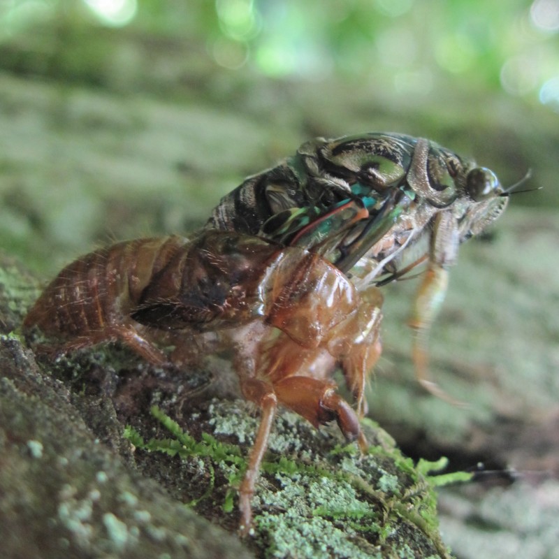 Adult cicada emerging from burrow and shredding skin.