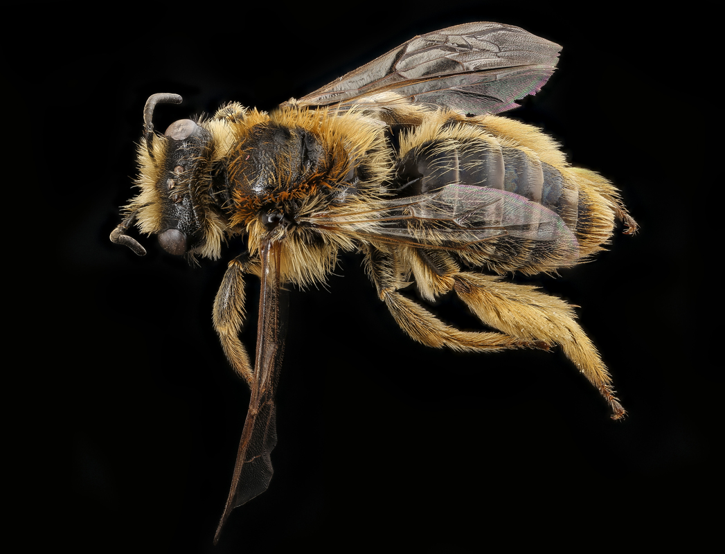 NZ native bee (Leioproctus fulvescens) on a black background.