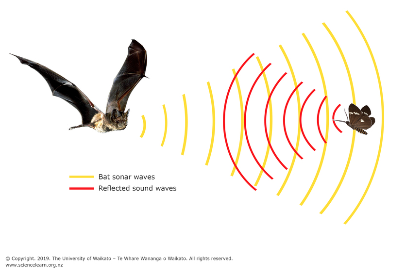 Diagram of a bat, its ultrasound call & the echo from an object