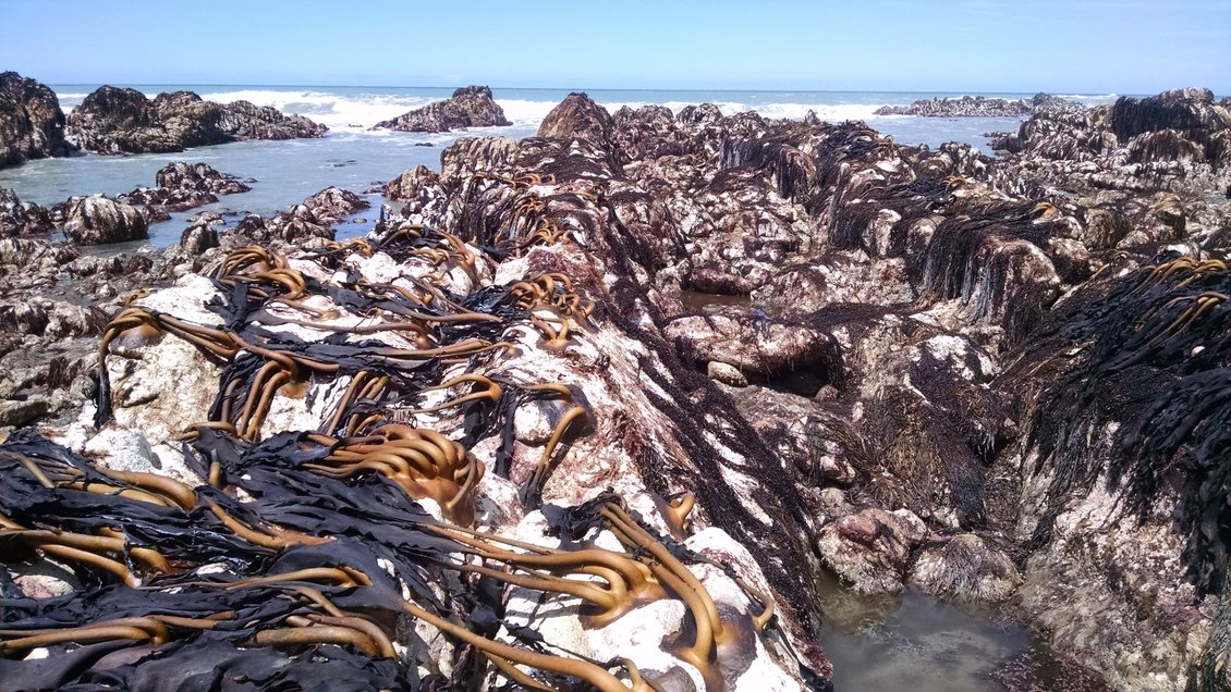 Exposed kelp forests on Kaikōura coastline after 2016 earthquake