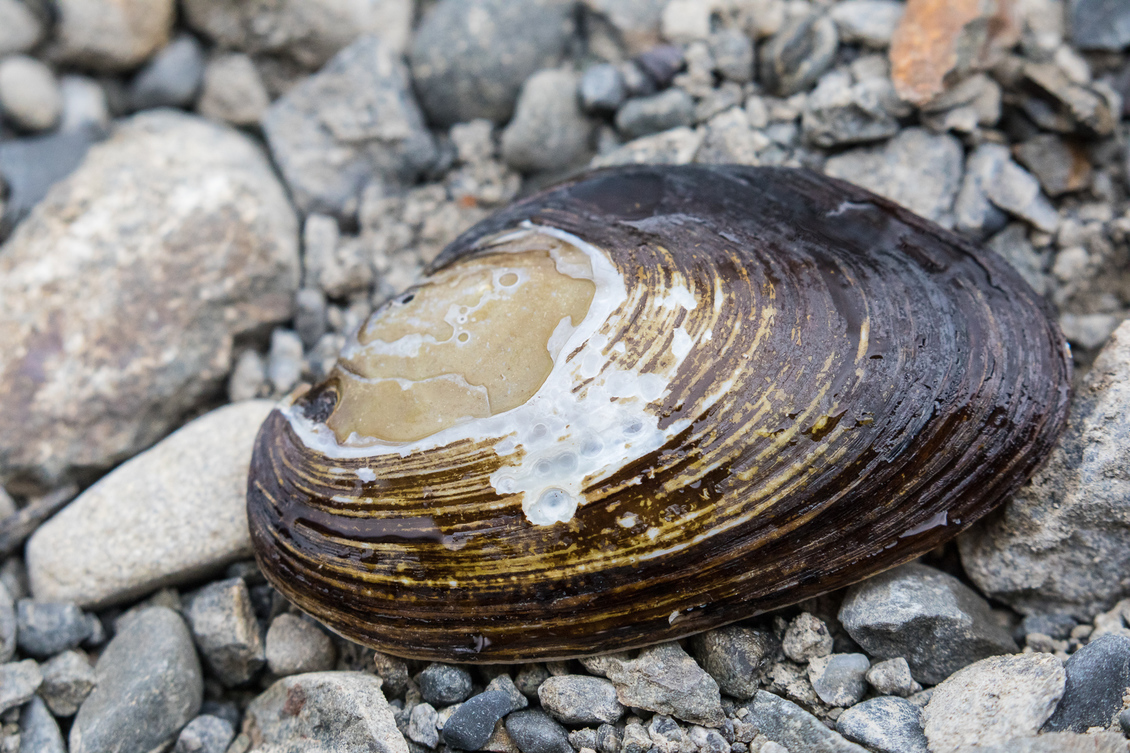 A Kākahi/freshwater mussel on stones.