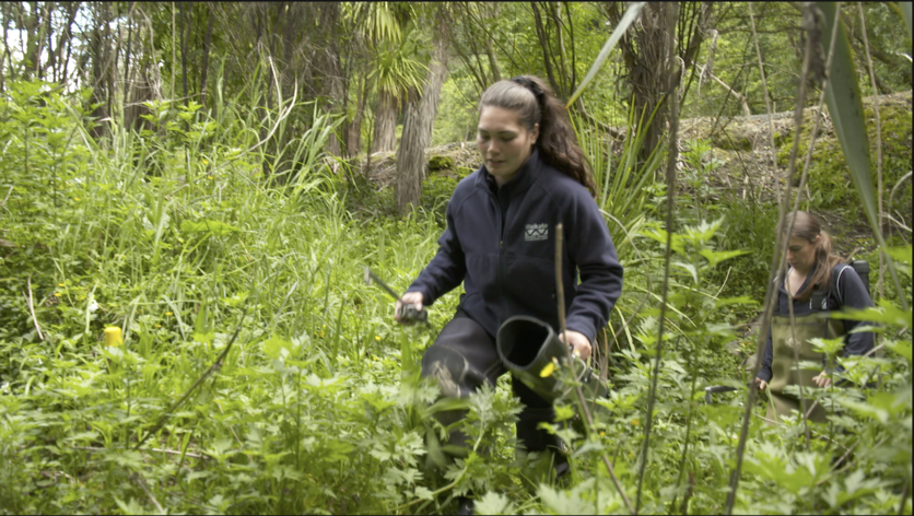 Environmental monitoring scientists in bush in New Zealand.
