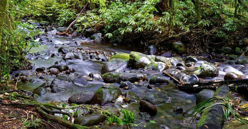 Pirongia forest stream, New Zealand.