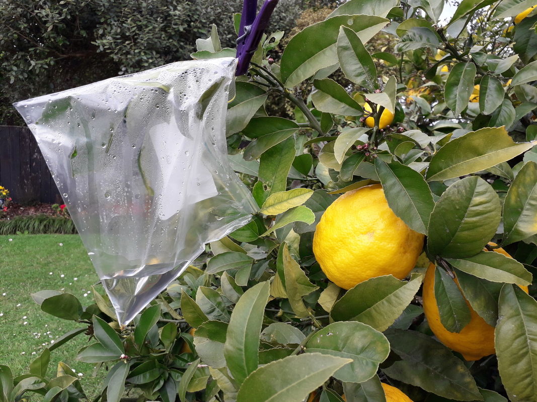 Plastic bag around leaves of a lemon tree showing transpiration.