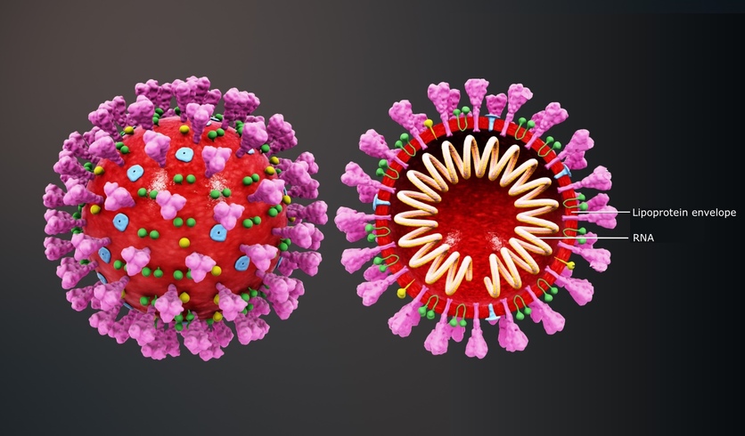 Coronavirus - SARS-CoV-2 virus - structure.