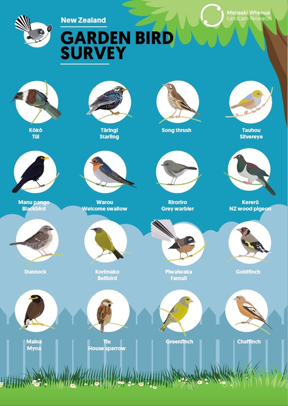 Bilingual New Zealand Garden Bird Survey poster .