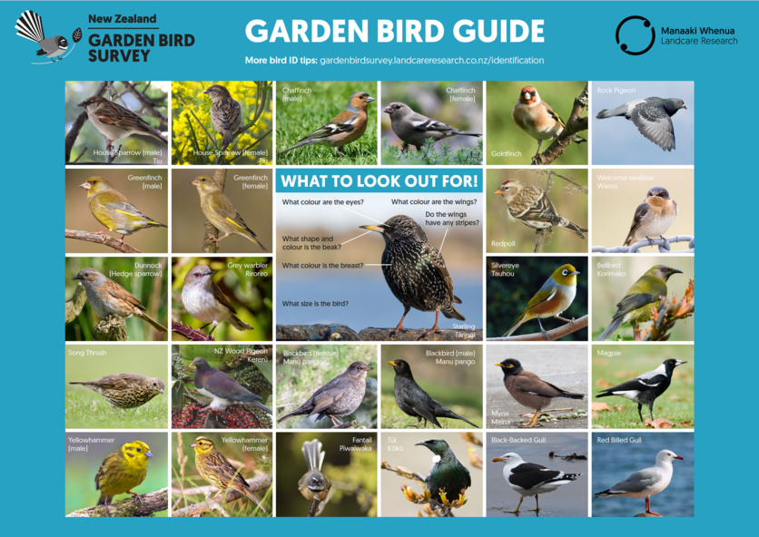 A guide to birds you might see in your backyard in New Zealand.