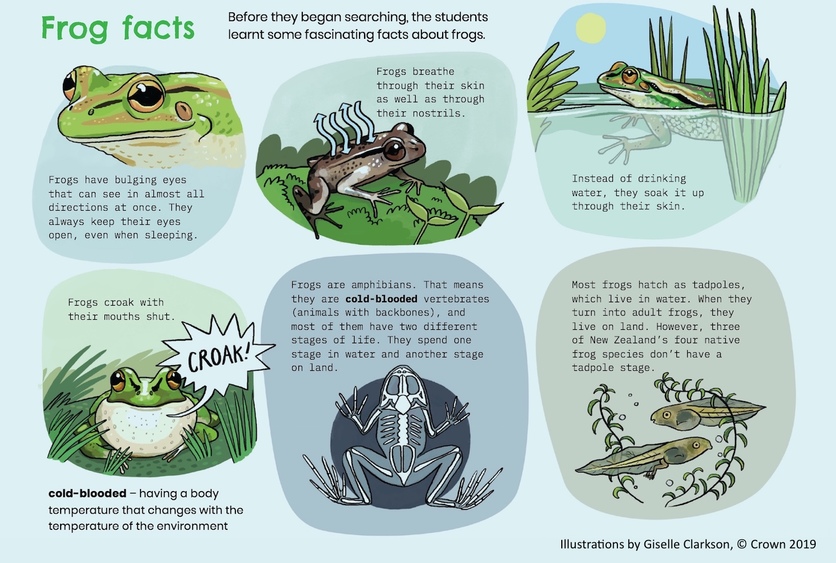 Frog facts poster. 